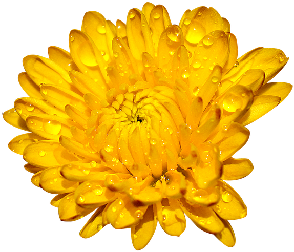 Golden Chrysanthemumwith Dew Drops