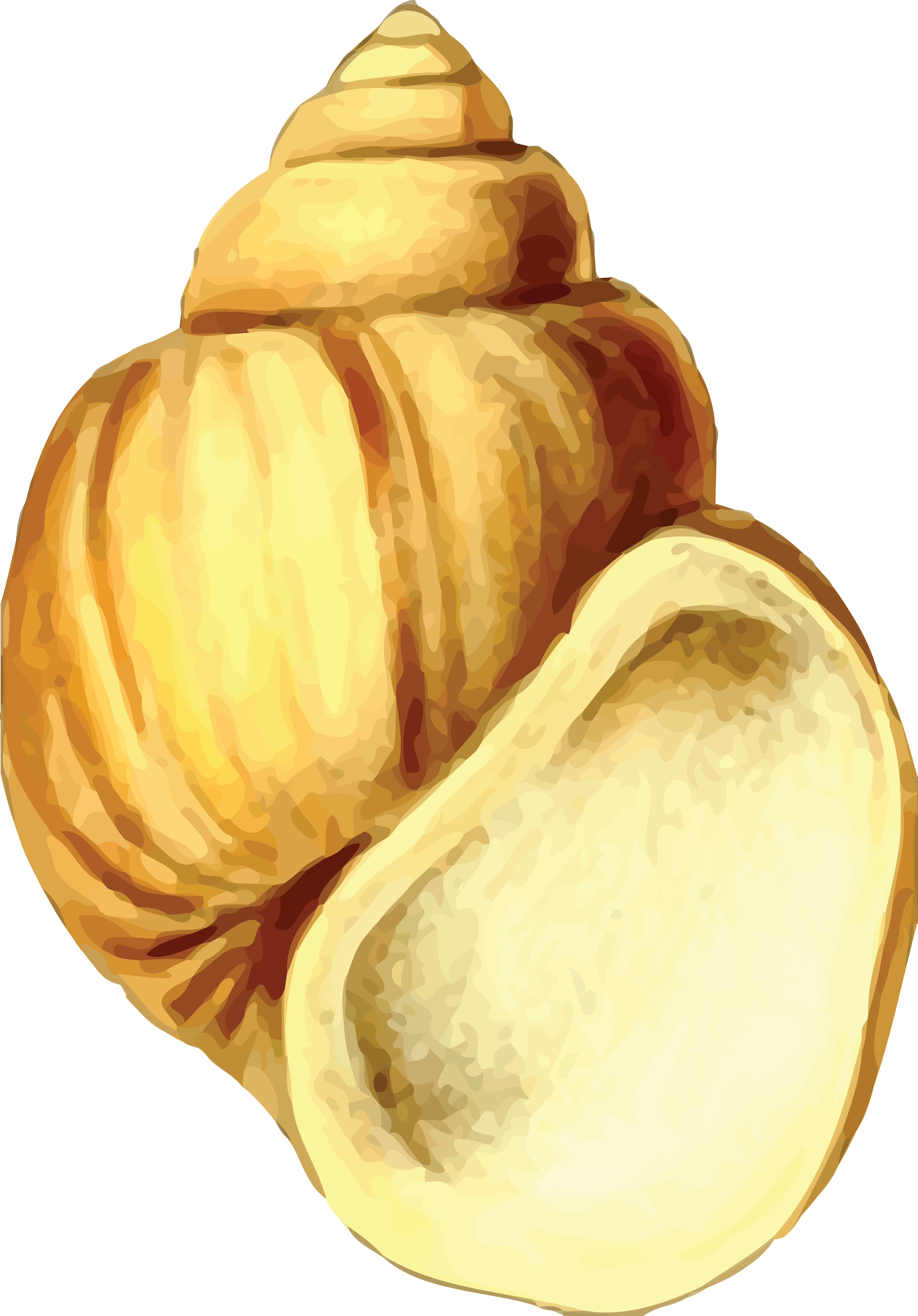 Golden Conch Shell Illustration