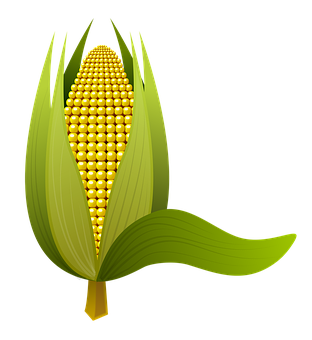 Golden Corn Cob Illustration PNG with transparent background