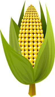 Golden Corn Cob Illustration PNG with transparent background