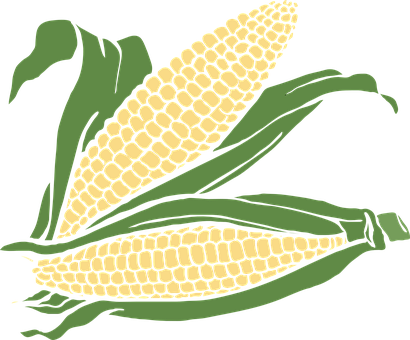 Golden Corn Cobs Illustration PNG with transparent background