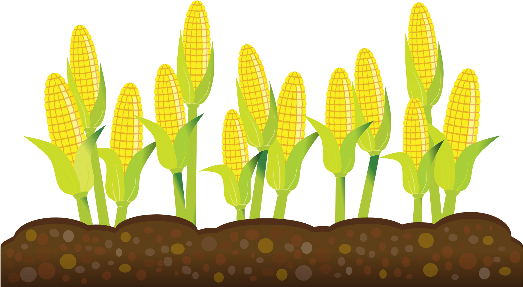 Free Corn Plant Cliparts Transparent Background - Transparent Background Crops Clipart, HD Png Download PNG with transparent background