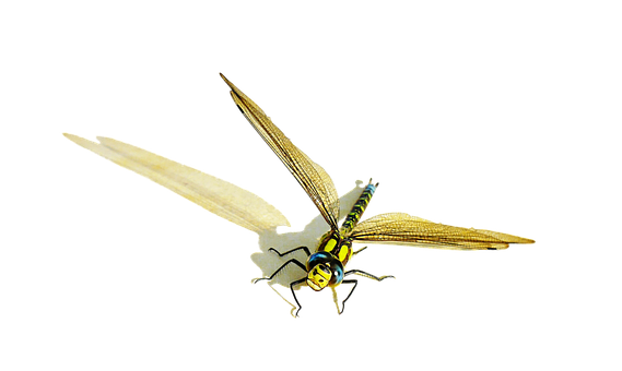 Golden Dragonfly Artwork PNG with transparent background