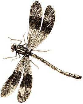 Golden Dragonfly Illustration PNG with transparent background
