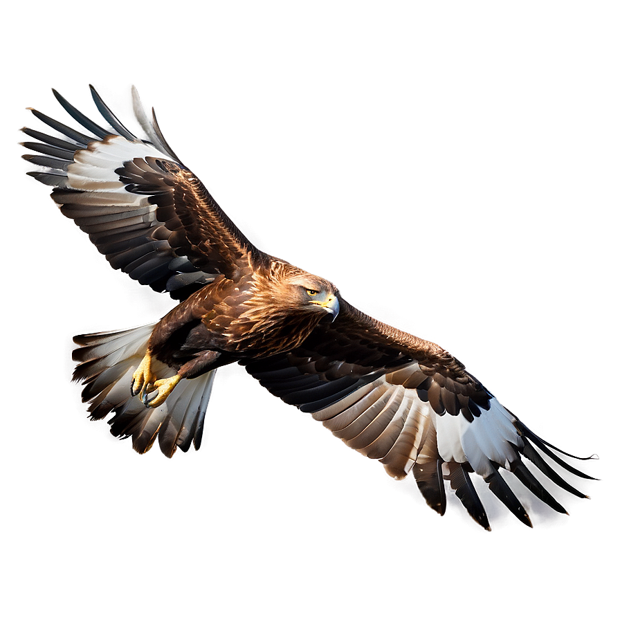 Golden Eagle In Flight Png Iqa38