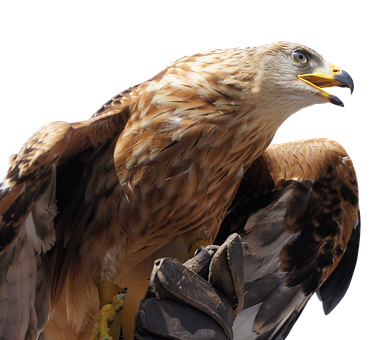 Golden Eagle Profile PNG with transparent background