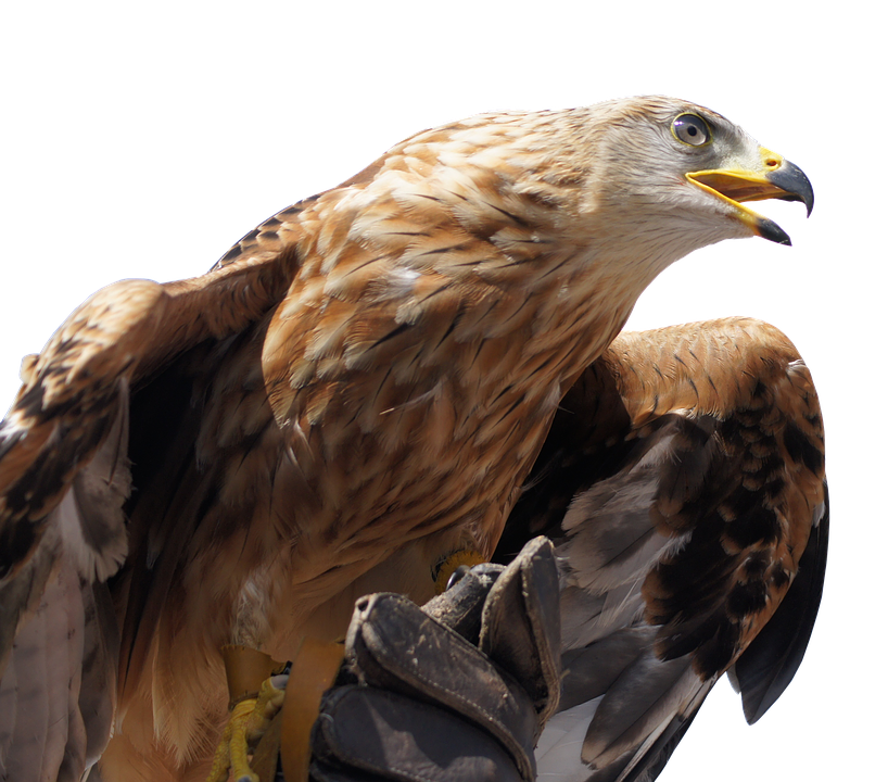 Golden Eagle Profile PNG with transparent background
