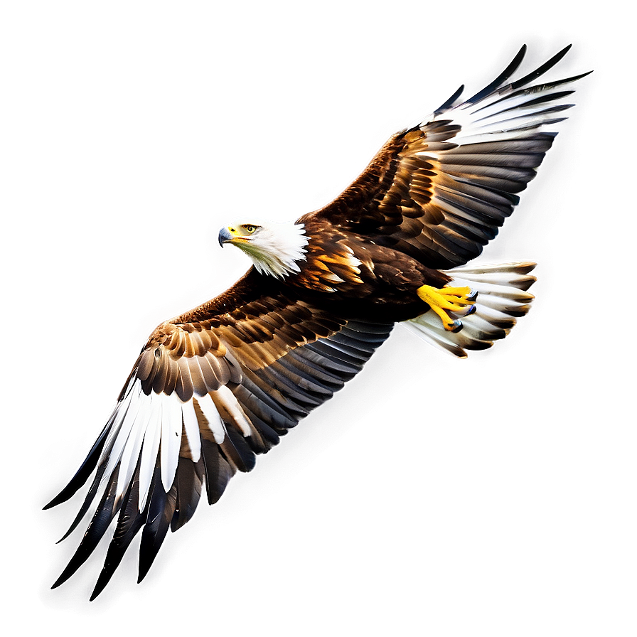 Golden Eagle Side View Png 6