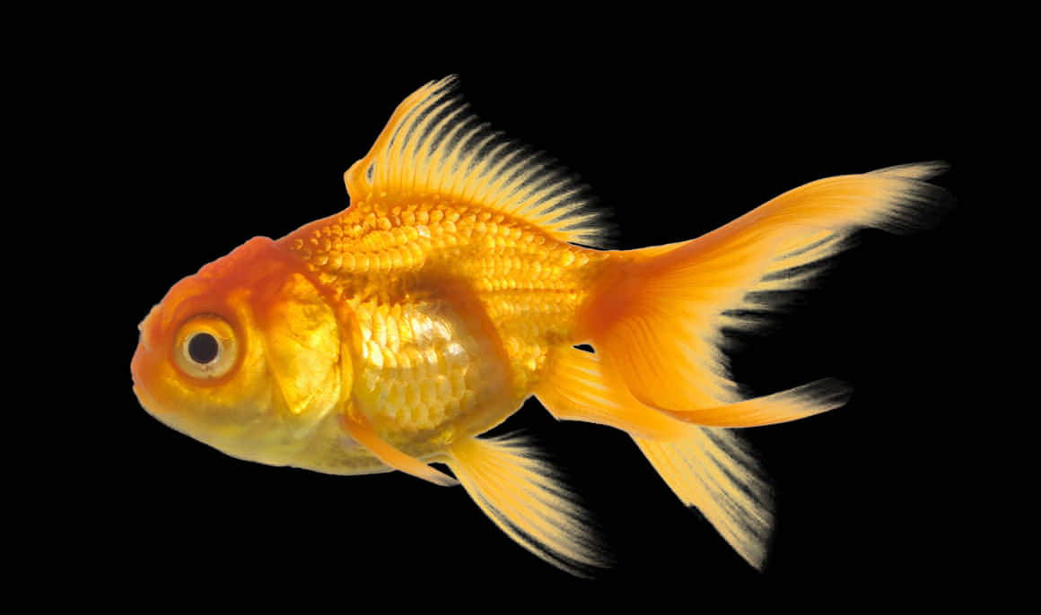 Golden Fish Black Background.jpg