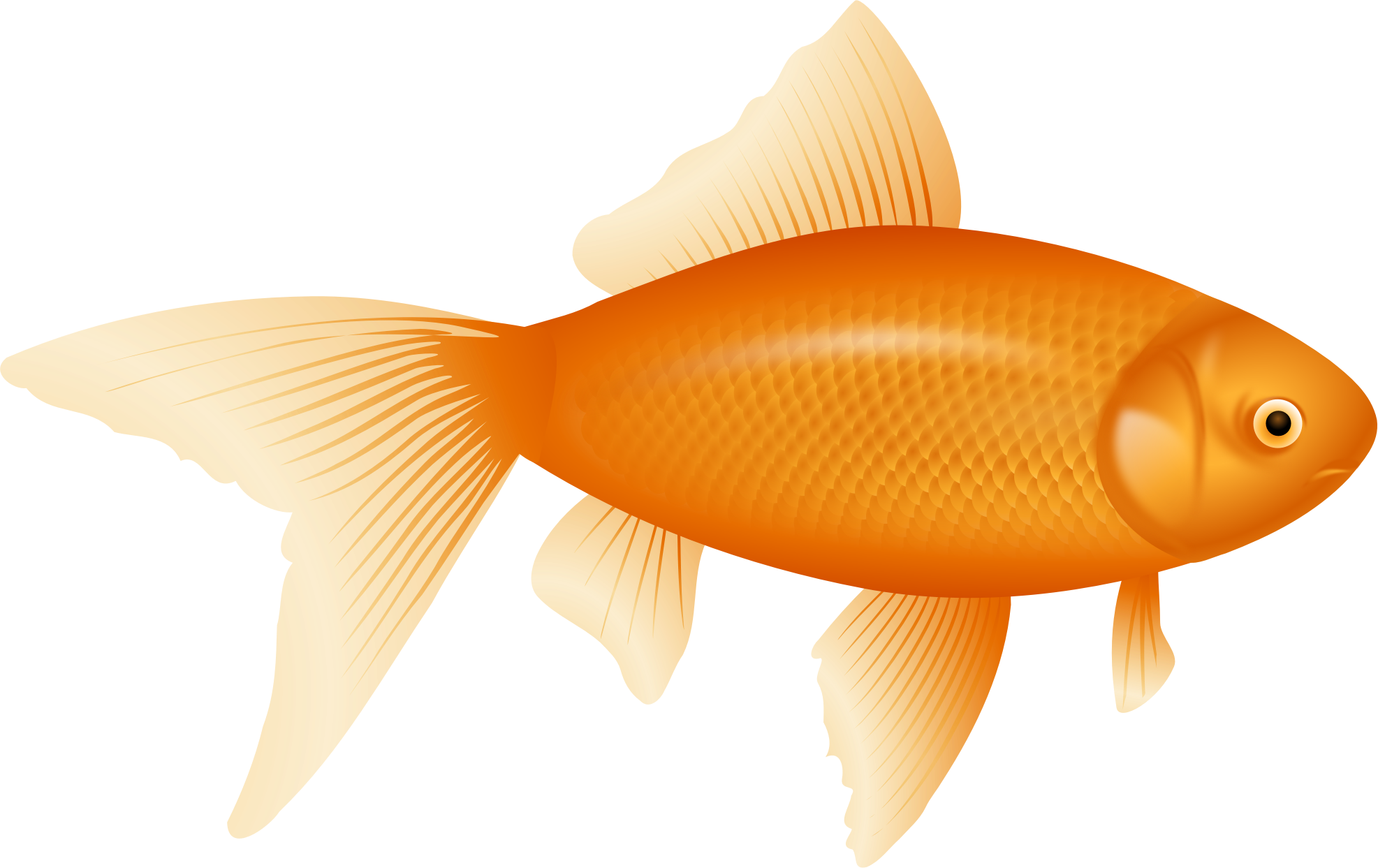 Golden Fish Illustration