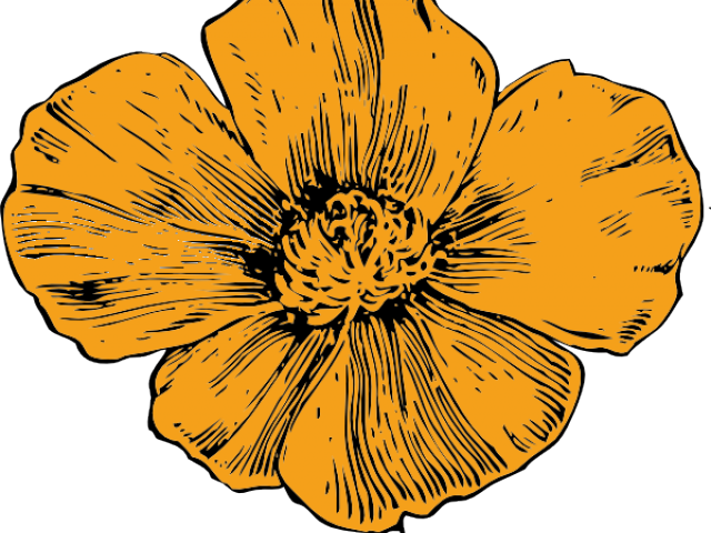 California Poppy Flower Drawing , Png Download - California Poppy Illustration, Transparent Png PNG with transparent background