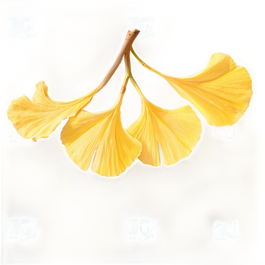 Golden Ginkgo Leaves Png 06262024