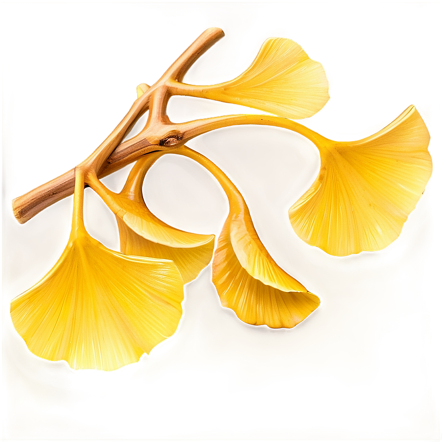 Golden Ginkgo Leaves Png Xwe