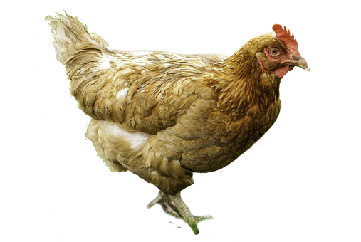 Golden Henon Black Background PNG with transparent background