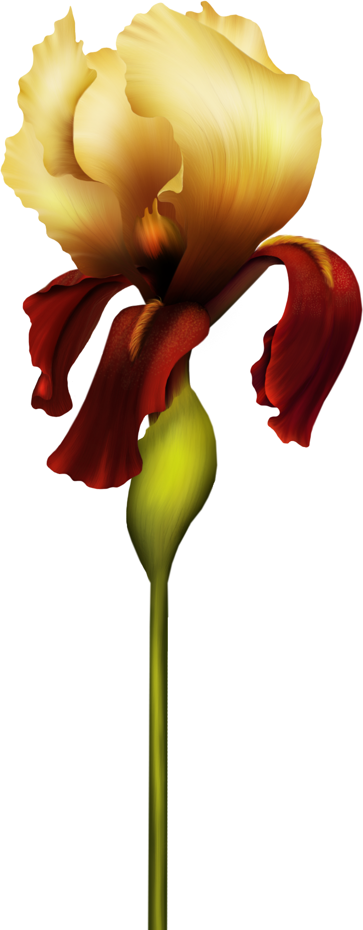 Iris Flower Png Clipart - Alfabeto De Orquideas Letrao, Transparent Png PNG with transparent background