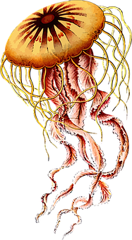 Golden Jellyfish Illustration