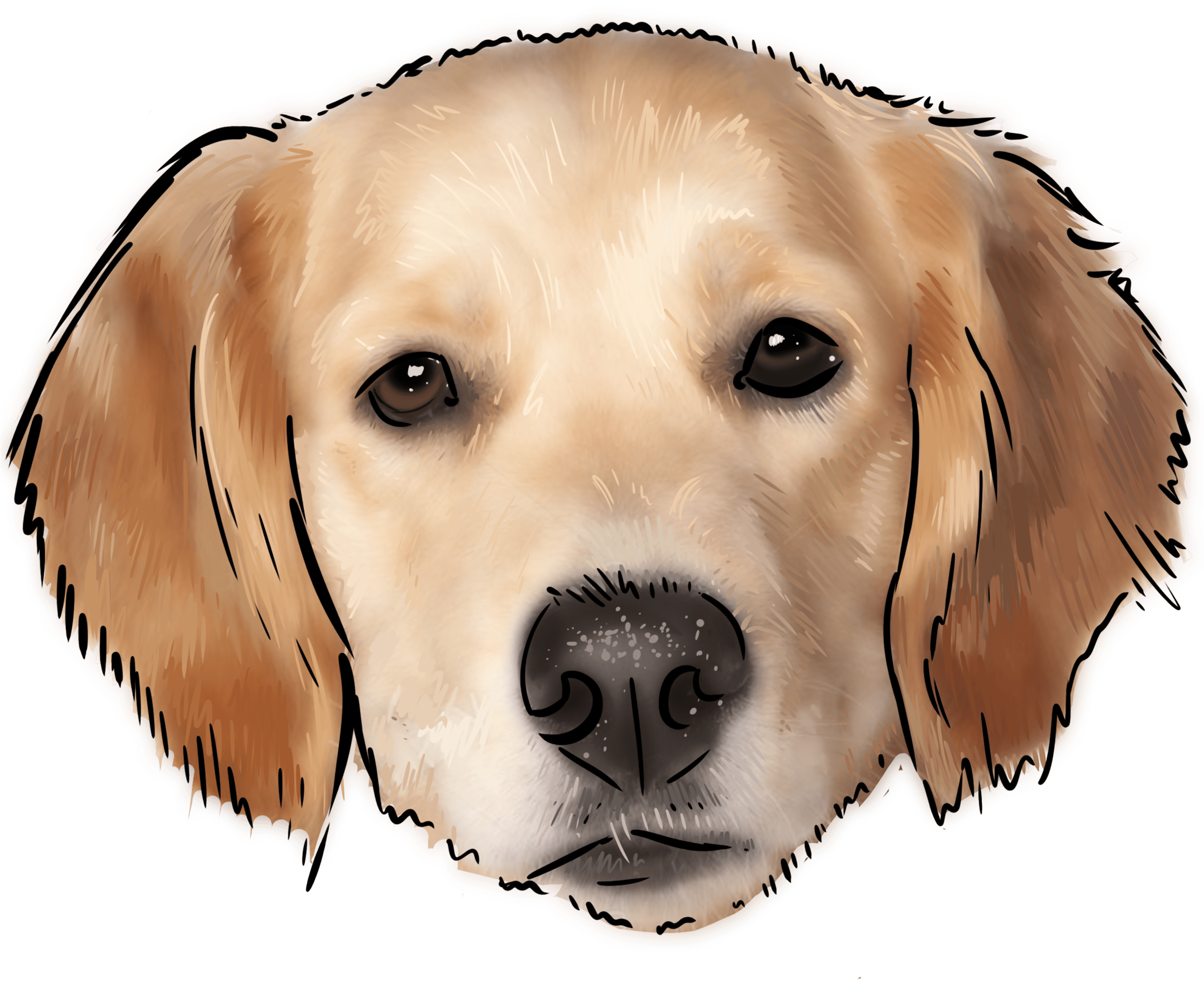 Golden Labrador Retriever Illustration