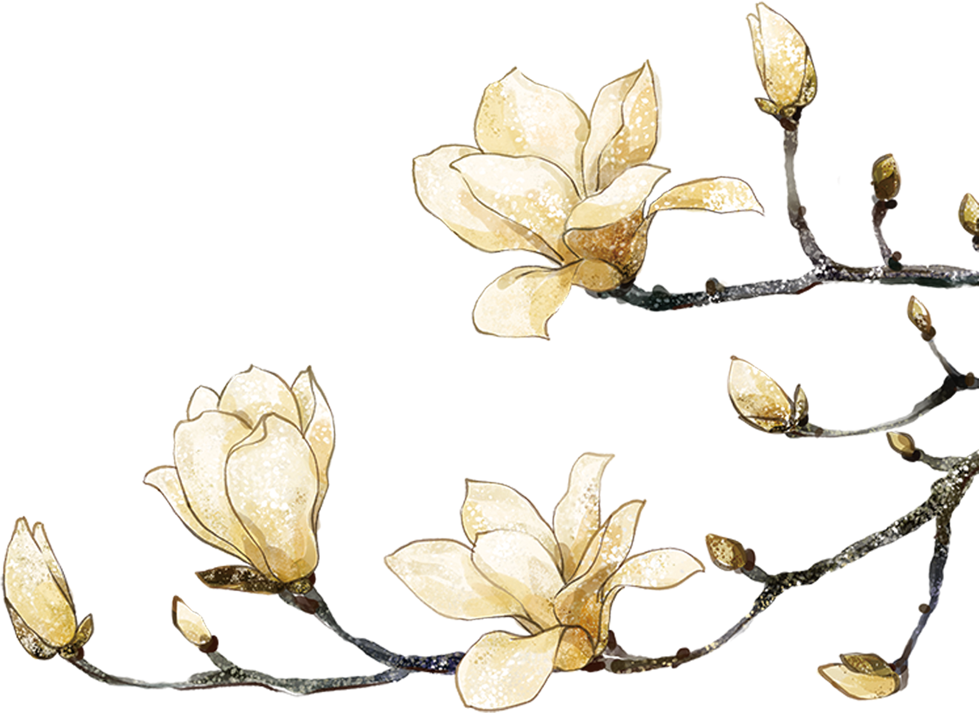 Magnolia Clipart Southern - White Water Color Flower Png, Transparent Png PNG with transparent background