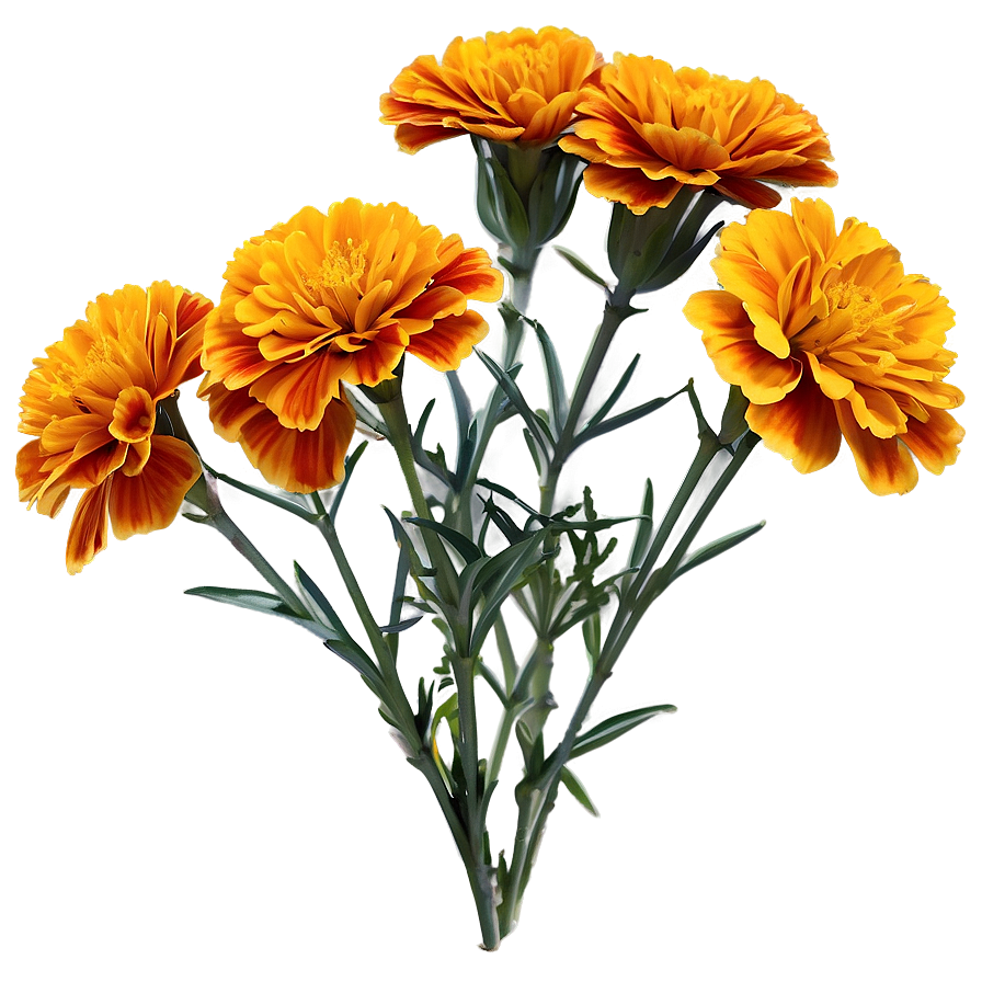 Golden Marigold Png 06112024