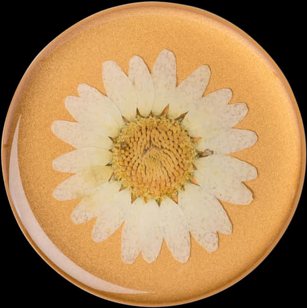 Golden Plate White Daisy Design PNG with transparent background