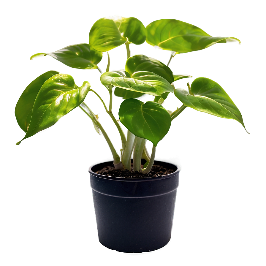 Golden Pothos Propagation Steps Png Yrd32