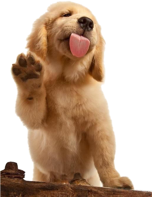 Golden Puppy Labrador Brown Dog Cat Flat-coated Clipart - Golden Retriever Png, Transparent Png PNG with transparent background