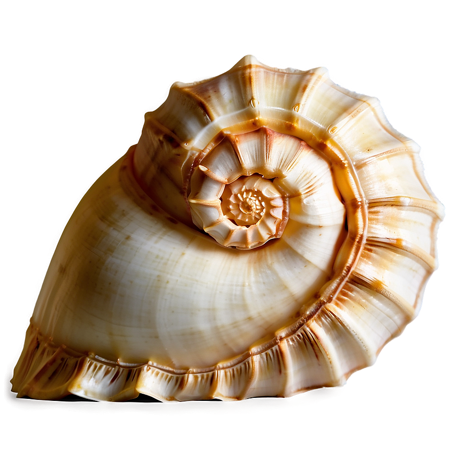 Golden Ratio Conch Shell Png 06132024