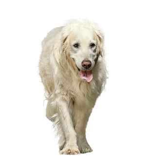 Golden Retriever Black Background PNG with transparent background
