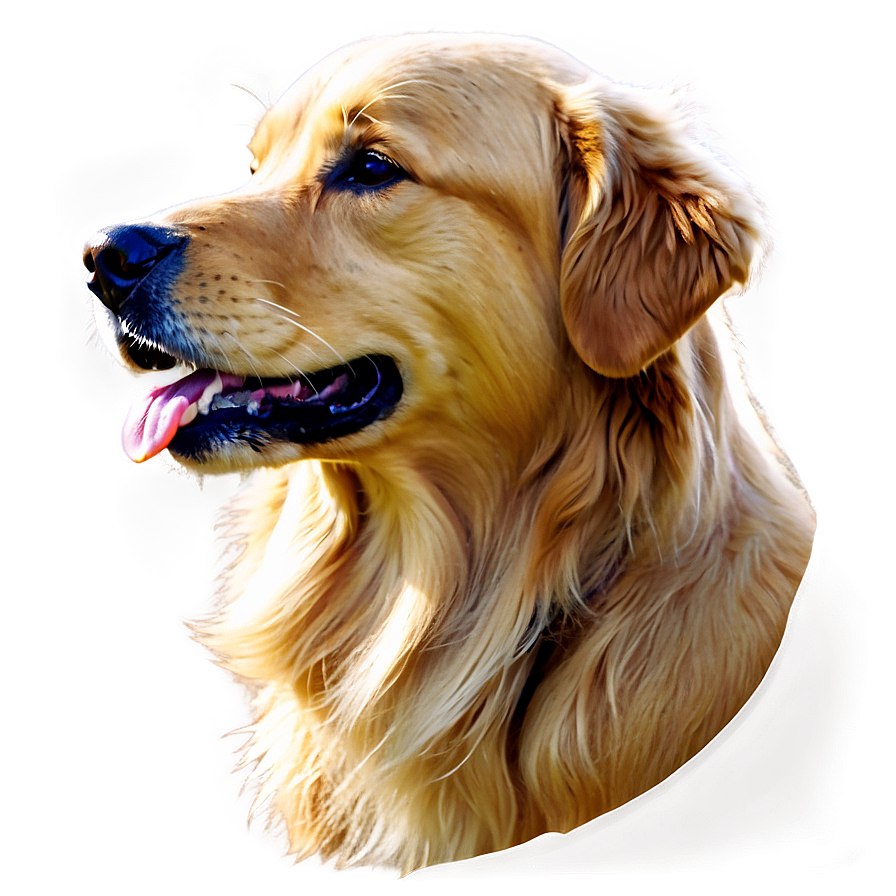 Golden Retriever Dog Head Png 06212024