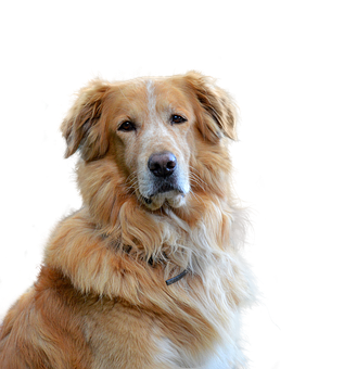 Golden Retriever Portrait Black Background PNG with transparent background