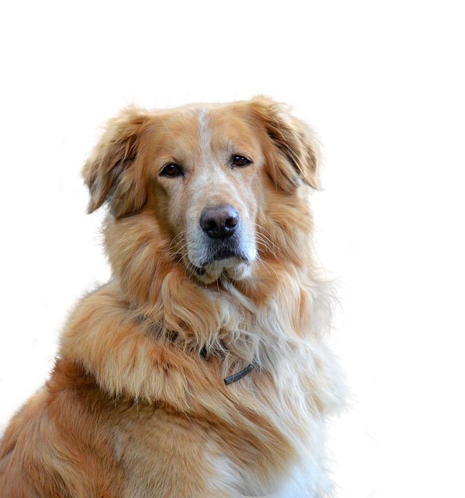 Golden Retriever Portrait PNG with transparent background