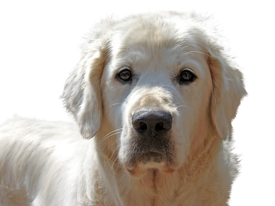 Golden Retriever Portrait PNG with transparent background