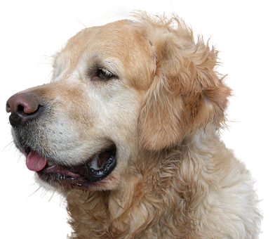 Golden Retriever Profile Portrait PNG with transparent background