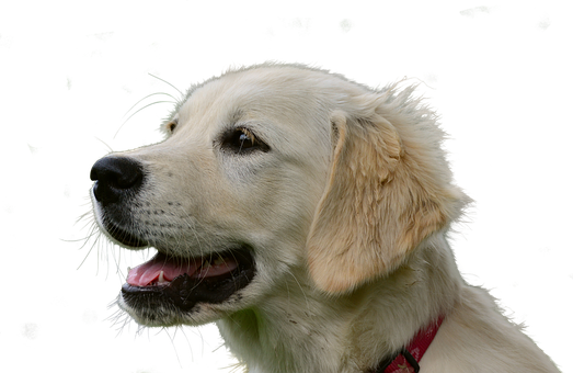 Golden Retriever Profile Portrait PNG with transparent background