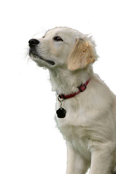 Golden Retriever Puppy Gazing Upward PNG with transparent background