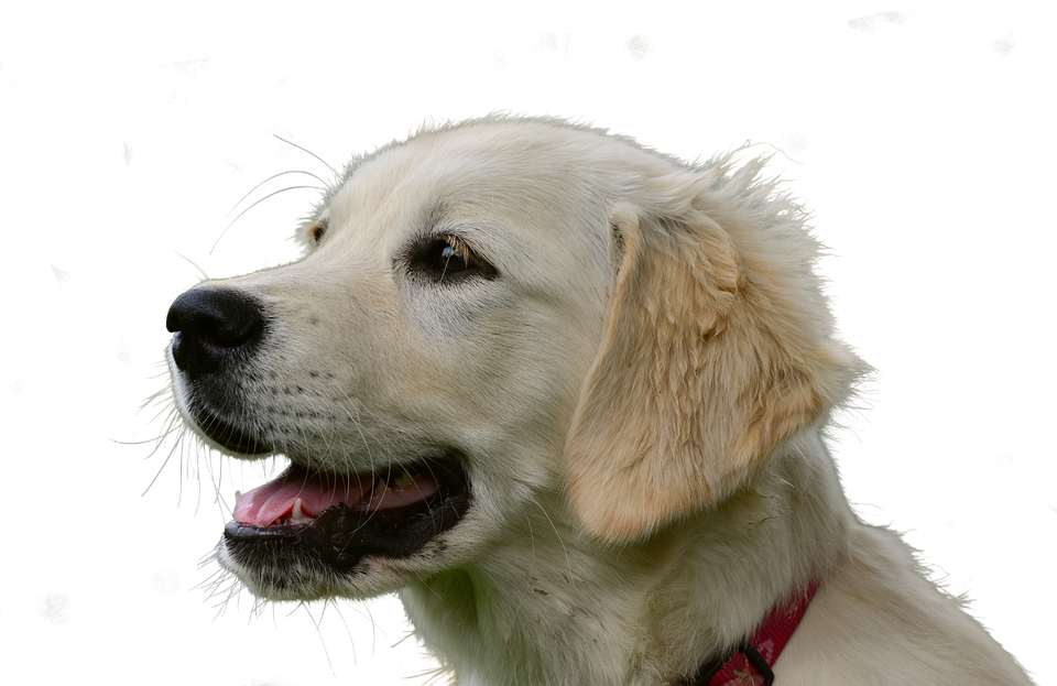 Golden Retriever Puppy Portrait PNG with transparent background
