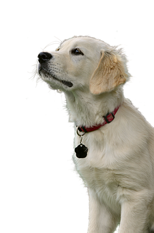 Golden Retriever Puppy Portrait PNG with transparent background