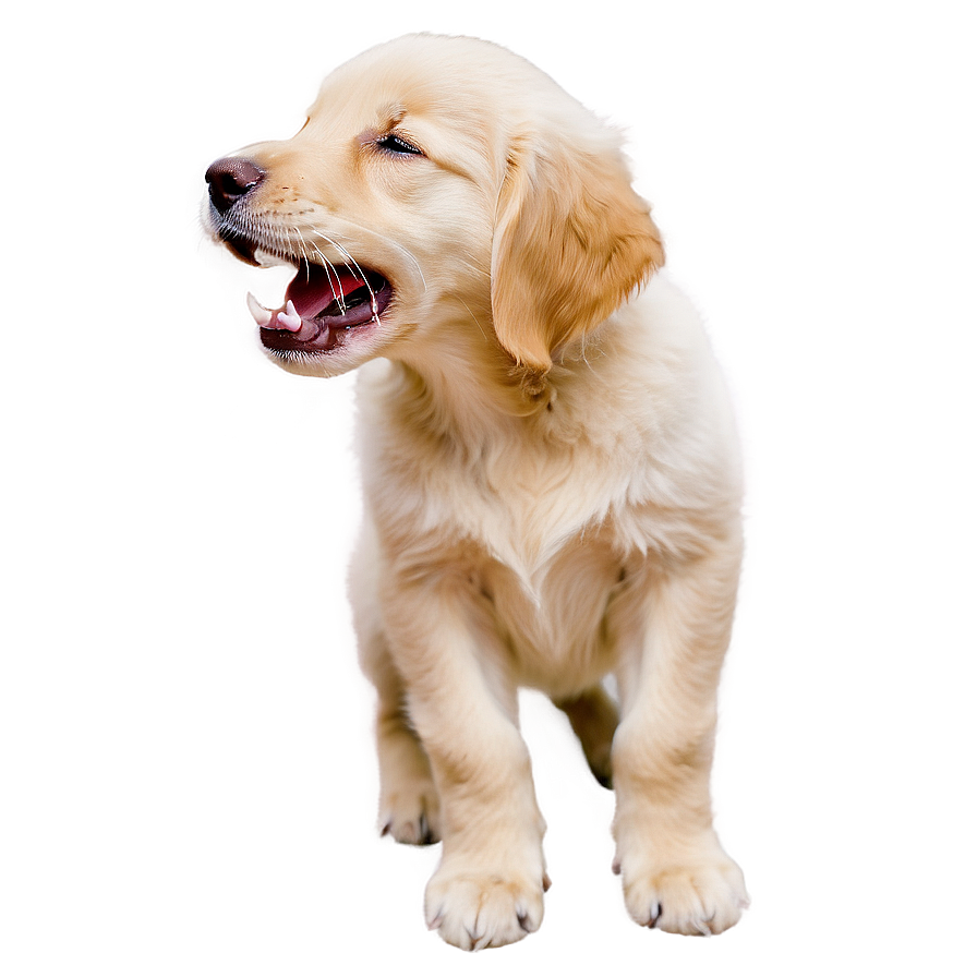 Golden Retriever Puppy Yawning Png 06252024