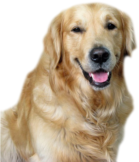 Golden Retriever Smiling Portrait PNG with transparent background