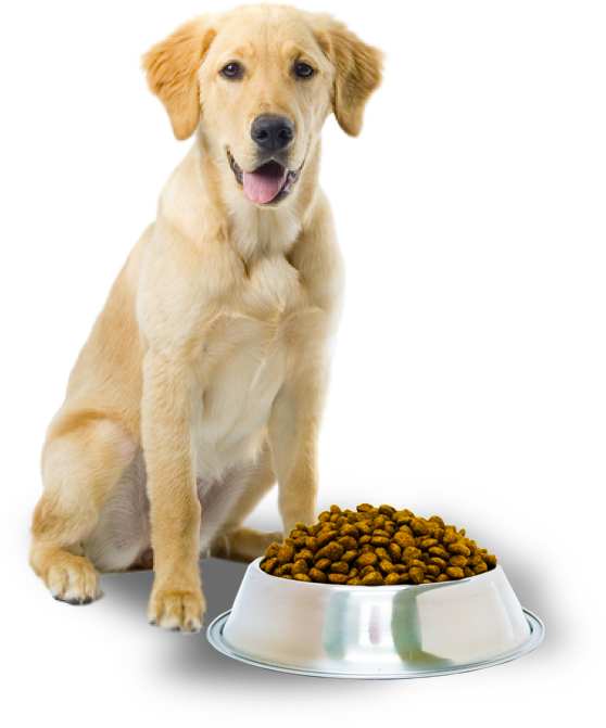 Dog Food Png - Dog With Dog Food, Transparent Png PNG image with a transparent background, free high-resolution download