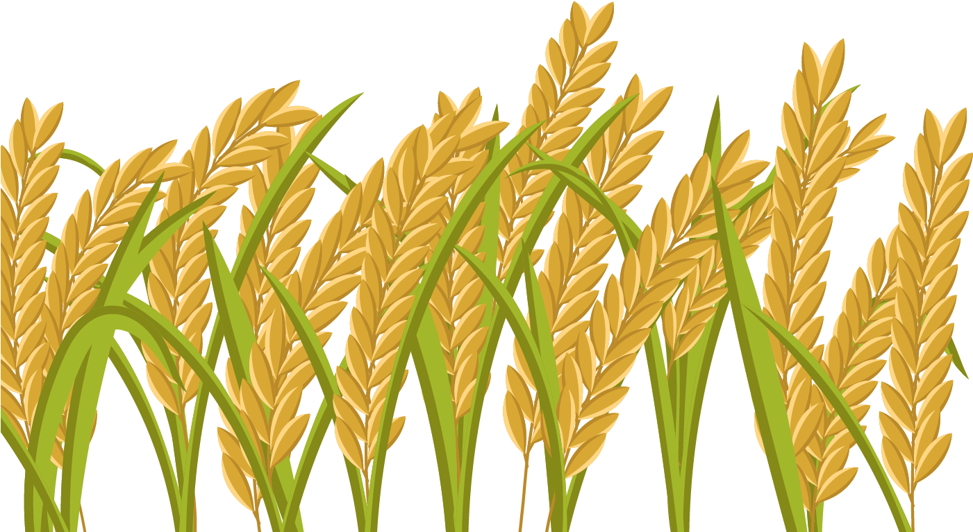 Transparent Wheat Grain Clipart - Rice Field Png, Png Download PNG with transparent background