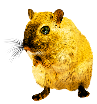 Golden Rodent Black Background PNG with transparent background