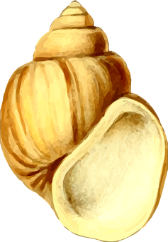 Golden Seashell Illustration