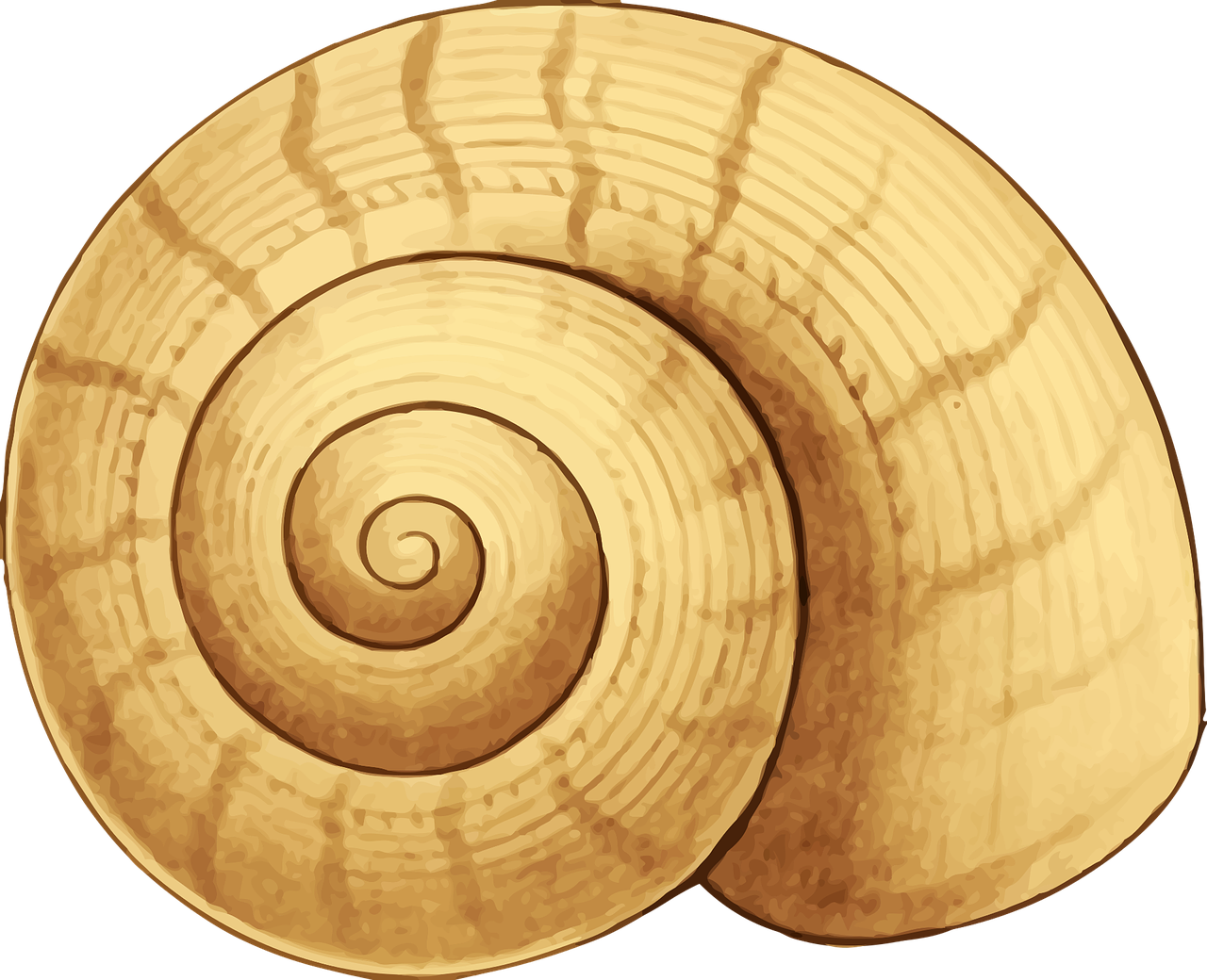 Golden_ Spiral_ Seashell_ Illustration.png