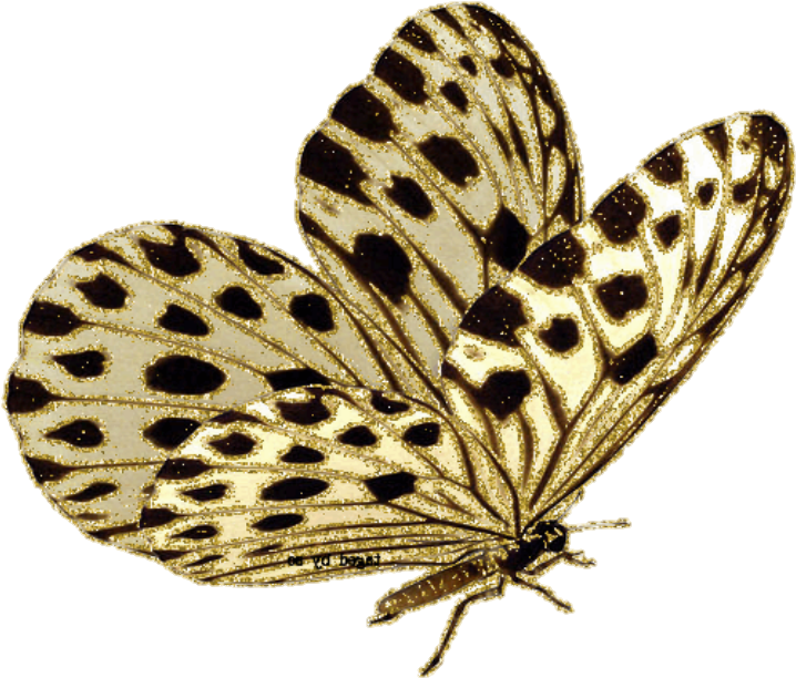 Golden Spotted Moth Illustration