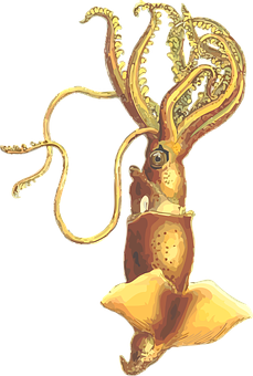 Golden Squid Illustration