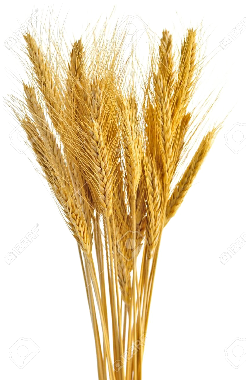 Golden Wheat Bundle PNG with transparent background