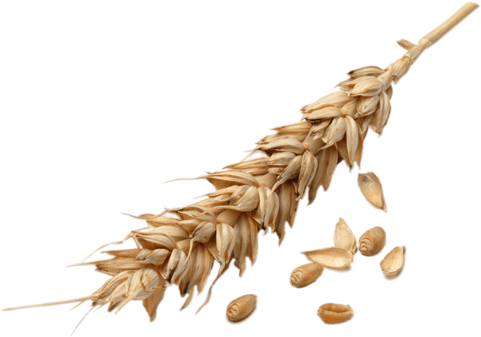Golden Wheat Earand Grains.png PNG with transparent background