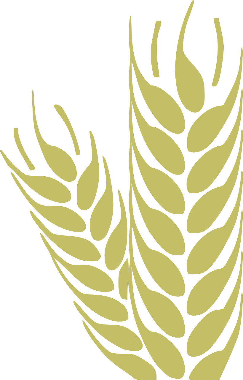 Wheat - Trigo - Agriculture Visiting Card, HD Png Download PNG image with a transparent background, free high-resolution download