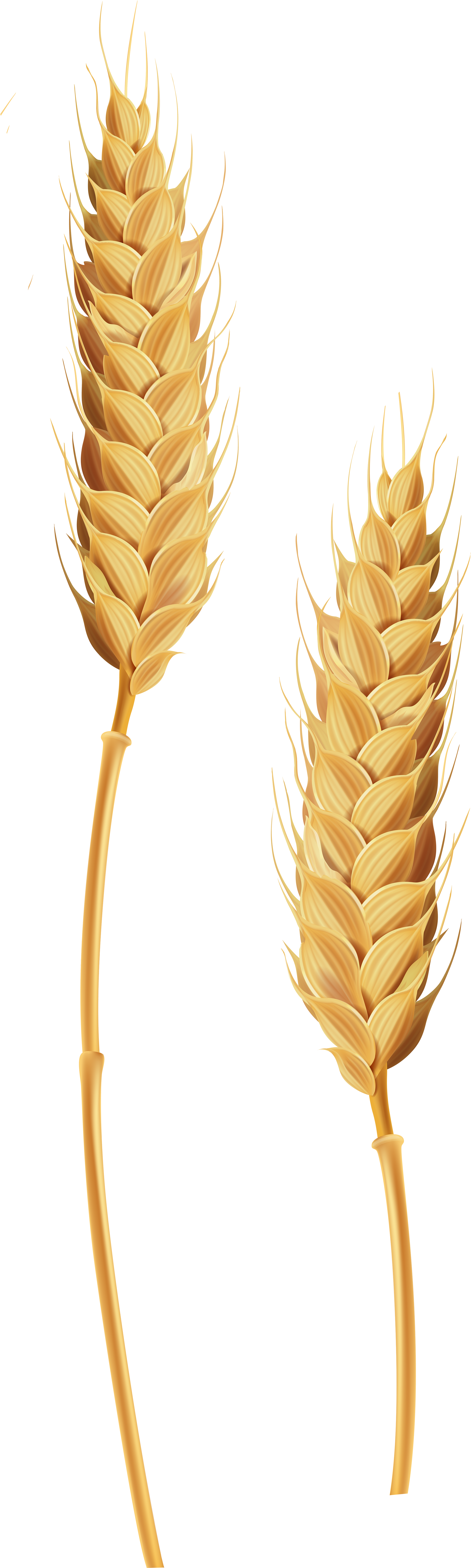 Golden Wheat Ears Illustration PNG with transparent background